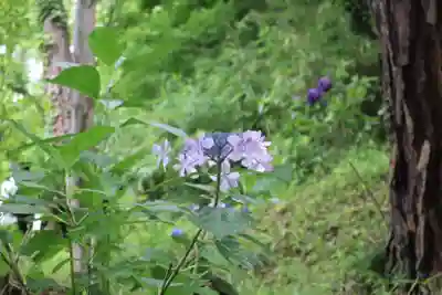 高幡不動尊　金剛寺(東京都)