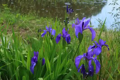 高屋敷稲荷神社の自然