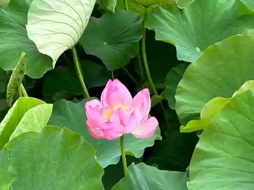 上杉神社(山形県)