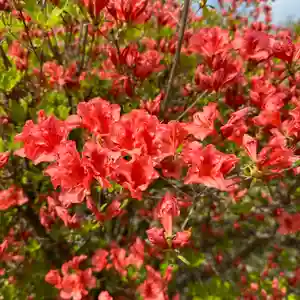 豊景神社(福島県)(2024年04月28日(日) 10時46分36秒投稿)
