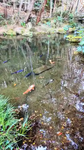 成田山新勝寺の動物