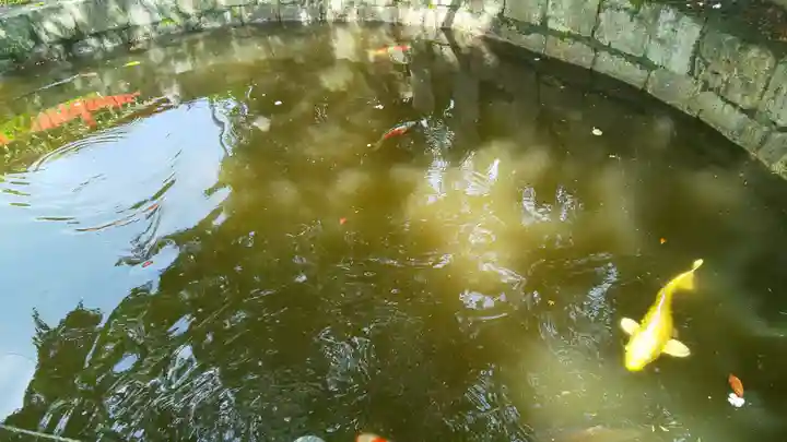 稗田野神社(薭田野神社)の動物