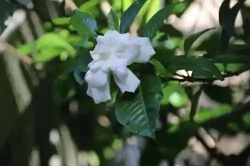 開成山大神宮の庭園