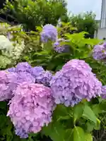 秩父札所十三番 慈眼寺の自然