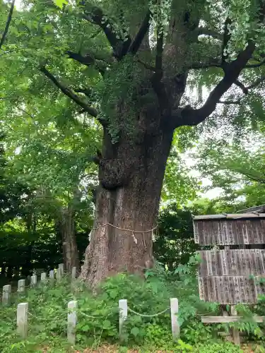 芝東照宮の自然