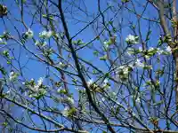 圓久寺(円久寺)の自然