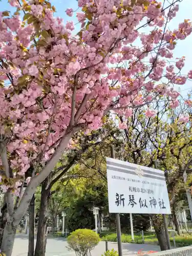 新琴似神社の自然