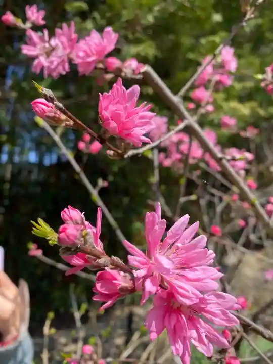 本土寺(千葉県)