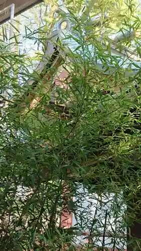 北澤八幡神社の本殿