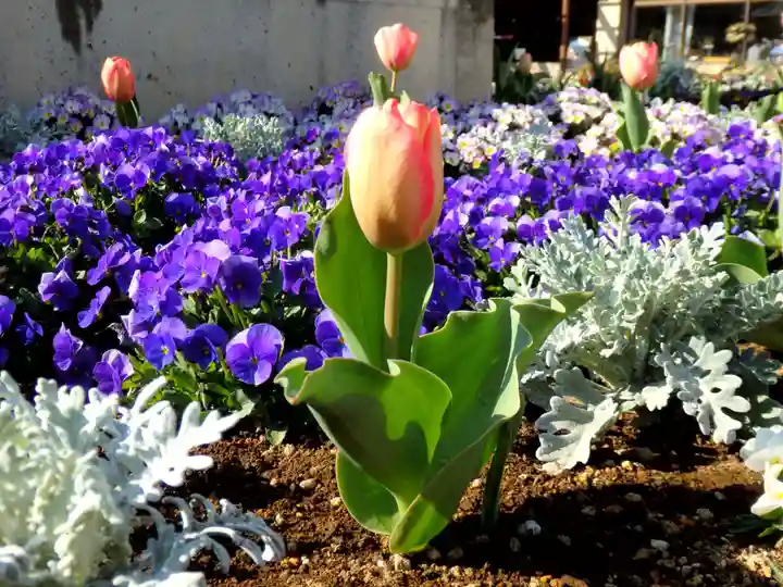 三毳不動尊(栃木県)