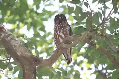 白山姫神社の動物