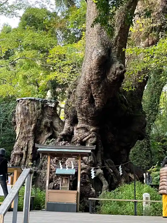 來宮神社の自然