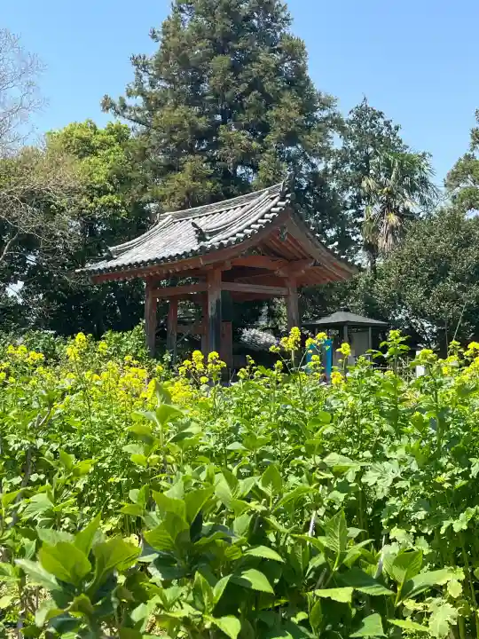 般若寺 ❁コスモス寺❁(奈良県)