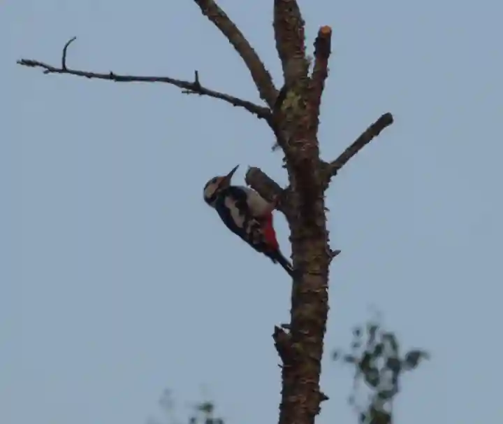 留辺蘂神社の動物