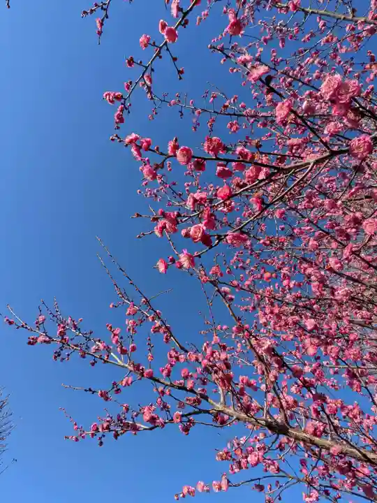 成願寺(東京都)