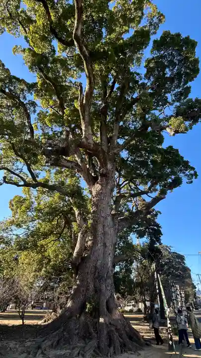 住吉神社(徳島県)