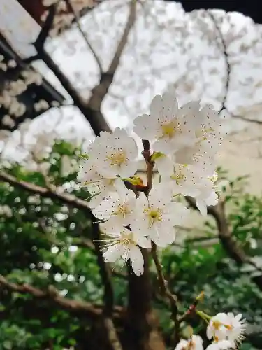 赤城神社の自然