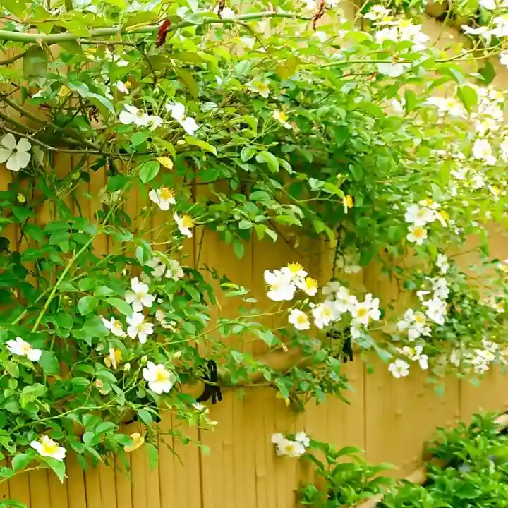 寿量山 速成寺の自然