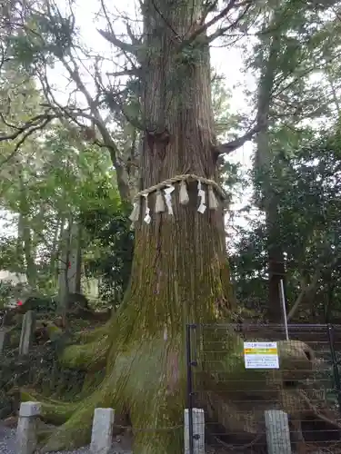 高尾山薬王院の自然