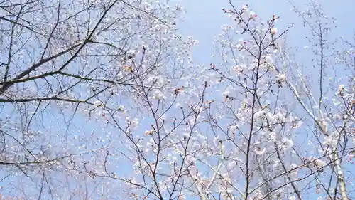 宮崎神社の自然