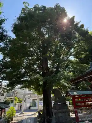 滝野川八幡神社(東京都)