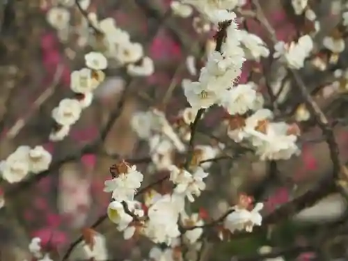 太宰府天満宮の自然