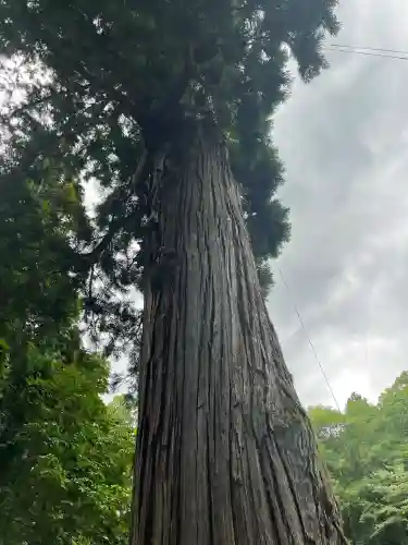 戸隠神社中社の{uncategorized: "未分類", other: "その他", undefined: "問題あり", building: "その他建物", grave: "お墓", sacred_gate: "鳥居", guardian: "狛犬", statue: "像", buddha: "仏像", history: "歴史", nature: "自然", garden: "庭園", animal: "動物", pagoda: "塔", temizu: "手水舎", mountain_gate: "山門・神門", sanctuary: "本殿・本堂", subordinate: "末社・摂社", art: "芸術", scenery: "景色", jizo: "地蔵", ema: "絵馬", goshuin: "御朱印", omikuji: "おみくじ", items: "授与品その他", amulet: "お守り", goshuincho: "御朱印帳", eats: "食事", festival: "お祭り", votive_dance: "神楽", shichigosan: "七五三参", wedding: "結婚式", experience: "体験その他", initially: "初詣", around: "周辺", anti_infection: "感染症対策"}