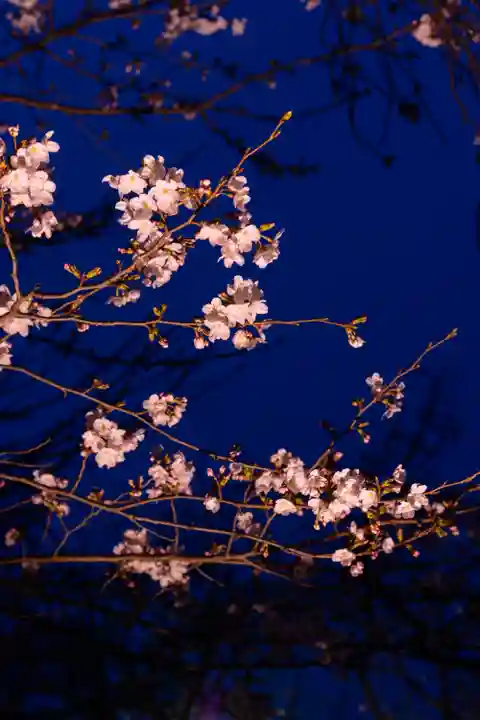 富士山本宮浅間大社(静岡県)