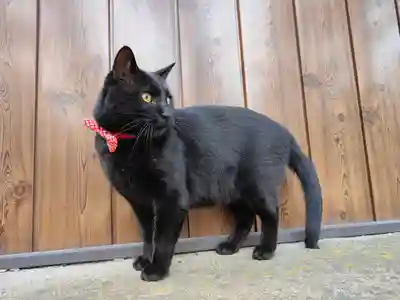 高司神社〜むすびの神の鎮まる社〜(福島県)