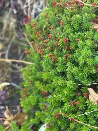 信州駒ヶ岳神社(長野県)