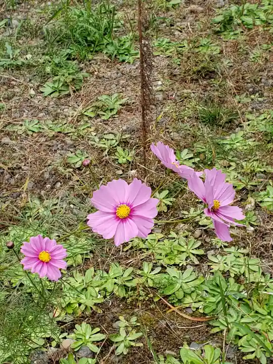 白金氷川神社の自然
