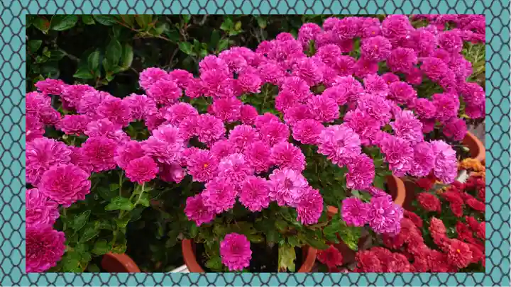 笠間稲荷神社(茨城県)