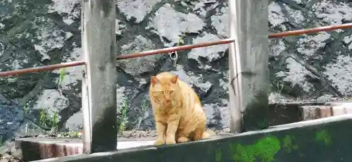 王子神社の動物
