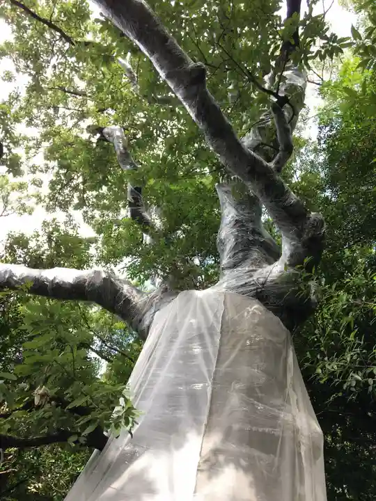 城山八幡宮の自然