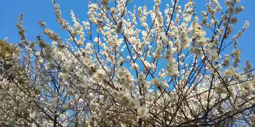 玉敷神社の自然