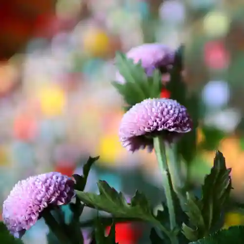 三津厳島神社の自然