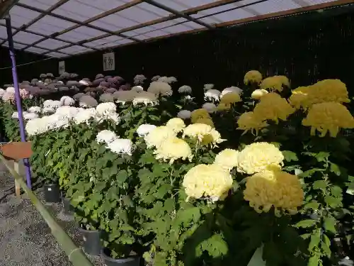 大宮八幡宮の自然