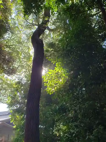 明治神宮の自然