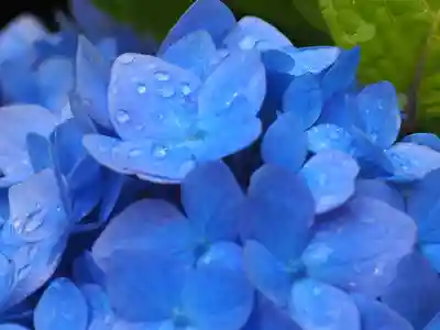 明月院(神奈川県)