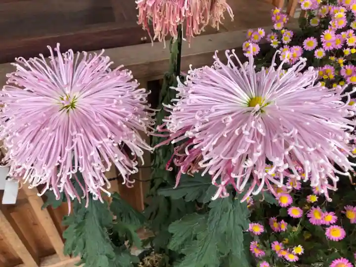 鴨島八幡神社の自然