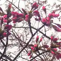 彌彦神社 (伊夜日子神社)の自然