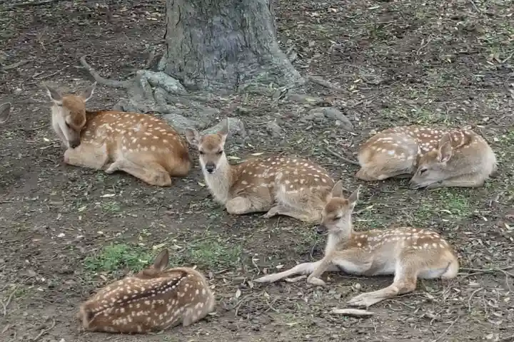 春日大社の動物