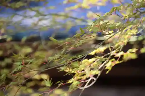 白幡神社の自然
