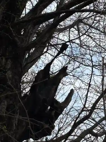 飛木稲荷神社の自然