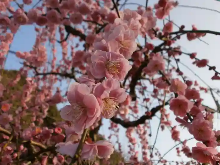 太宰府天満宮の自然
