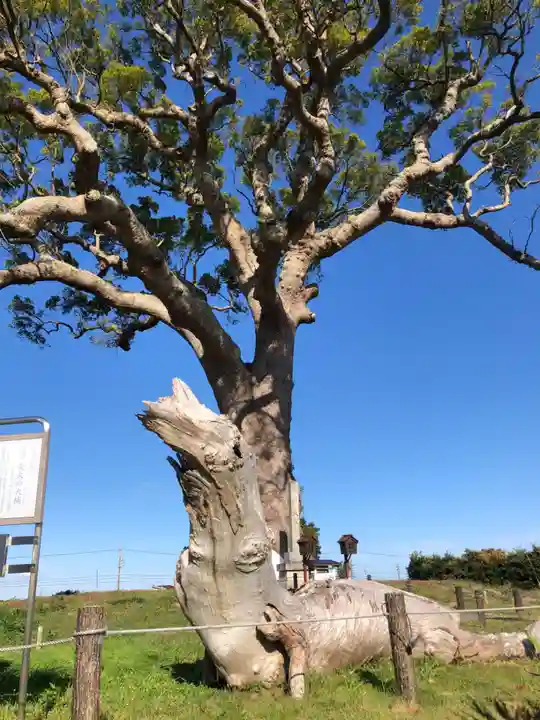 大木神社跡地の自然