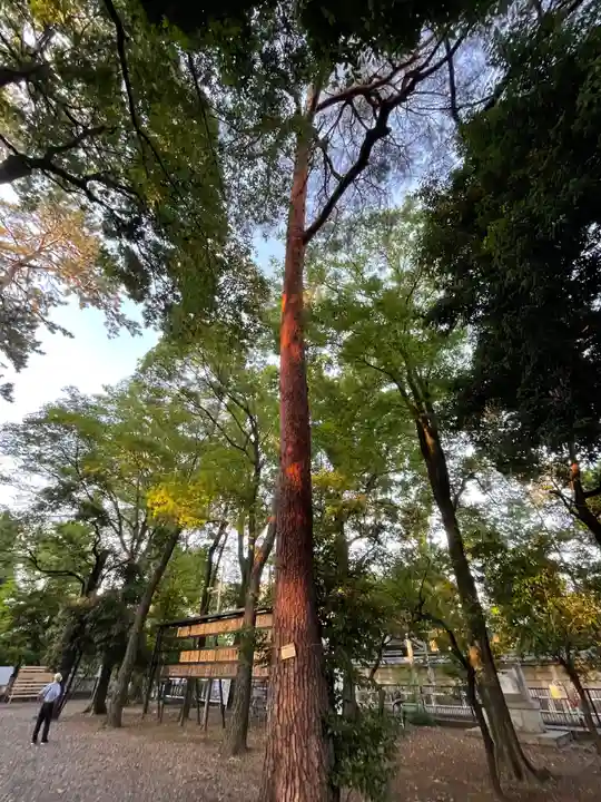 布多天神社の自然