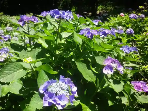 葛原岡神社の自然