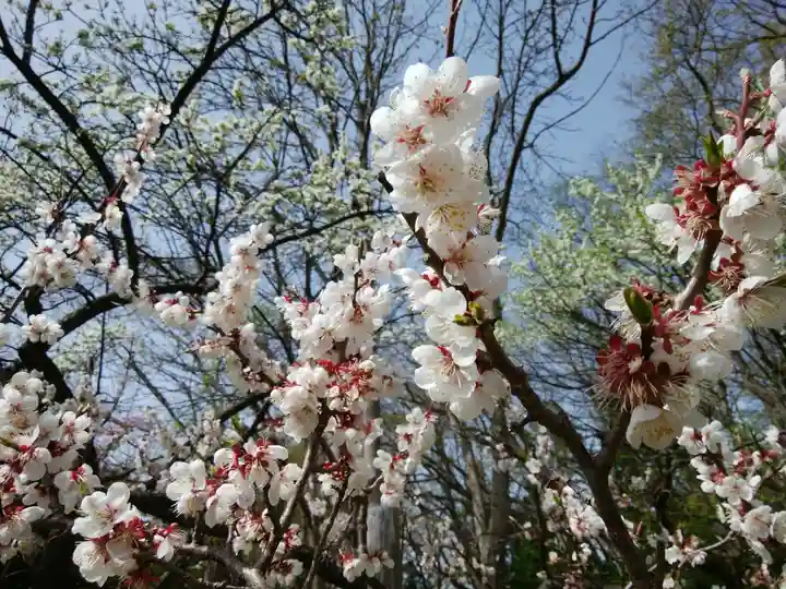北海道神宮の自然