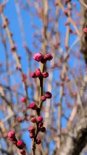西光寺の{uncategorized: "未分類", other: "その他", undefined: "問題あり", building: "その他建物", grave: "お墓", sacred_gate: "鳥居", guardian: "狛犬", statue: "像", buddha: "仏像", history: "歴史", nature: "自然", garden: "庭園", animal: "動物", pagoda: "塔", temizu: "手水舎", mountain_gate: "山門・神門", sanctuary: "本殿・本堂", subordinate: "末社・摂社", art: "芸術", scenery: "景色", jizo: "地蔵", ema: "絵馬", goshuin: "御朱印", omikuji: "おみくじ", items: "授与品その他", amulet: "お守り", goshuincho: "御朱印帳", eats: "食事", festival: "お祭り", votive_dance: "神楽", shichigosan: "七五三参", wedding: "結婚式", experience: "体験その他", initially: "初詣", around: "周辺", anti_infection: "感染症対策"}
